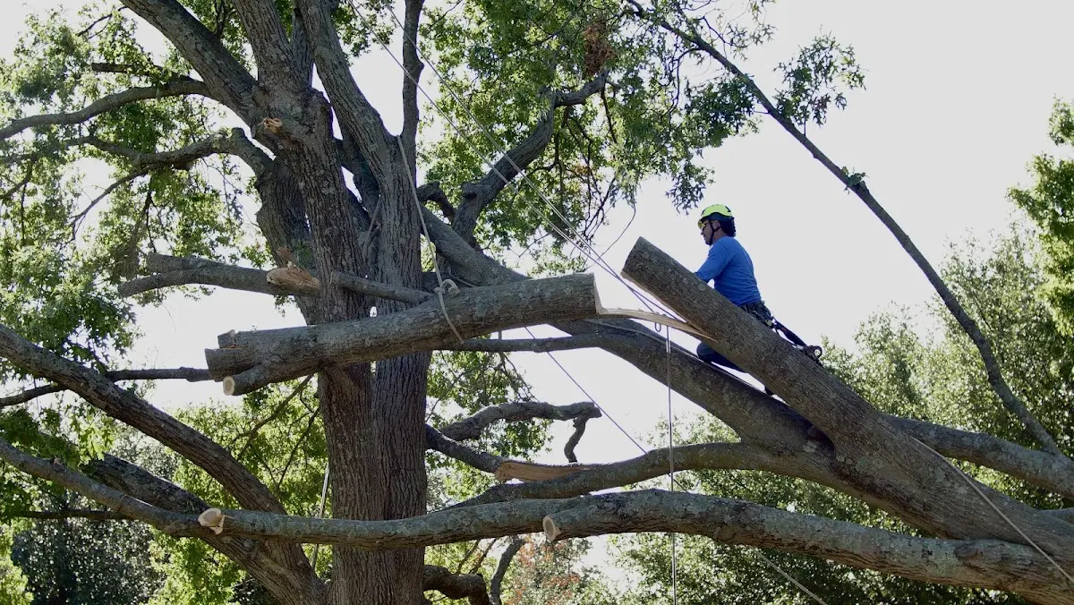 Professional Crown Thinning performed by certified arborists in Jamestown